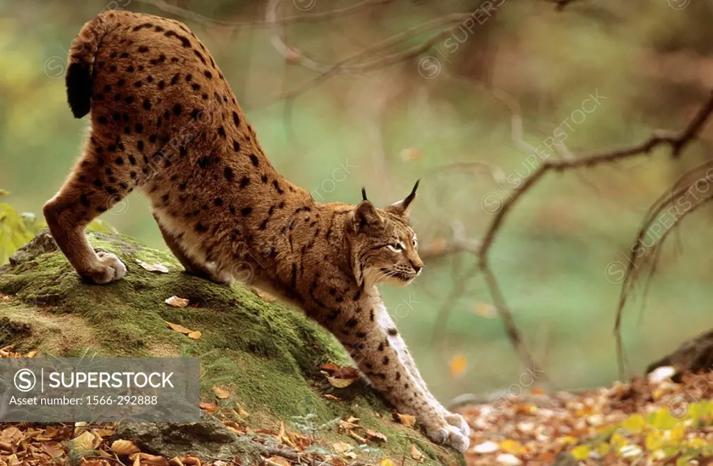 Lynx stretching (Lynx lynx) captive. Bayerischer Wald Nationalpark, Germany