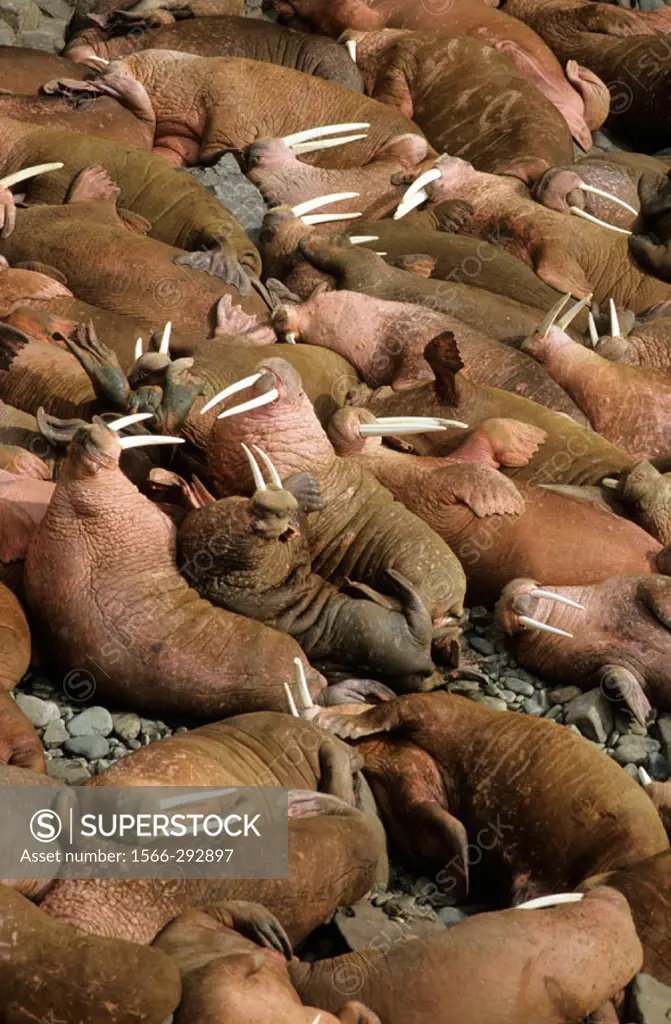Group of pacific Walrus resting on rock (Odobenus rosmarus). Round Island, Alaska, USA