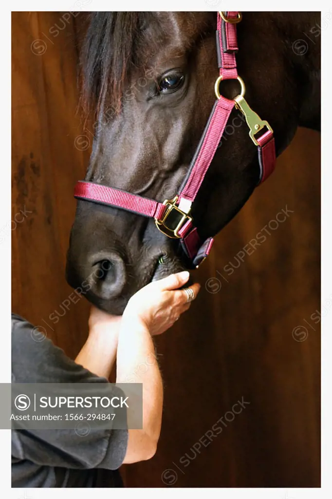 Person´s hand feeding an Arabian horse