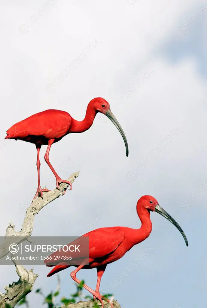 Scarlet Ibis (Eudocimus ruber). Venezuela.