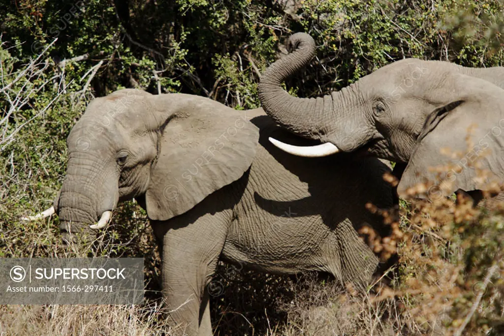 Elephants. Kruger National Park, Southafrica