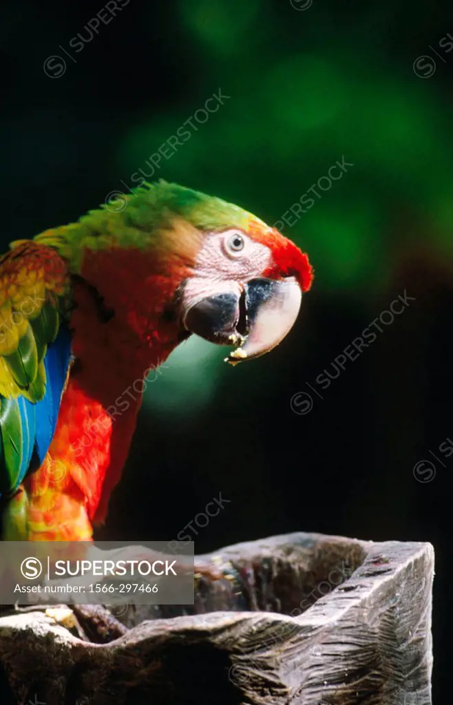 Green-winged macaw (Ara chloroptera). Belize zoo. Yucatan. Belize