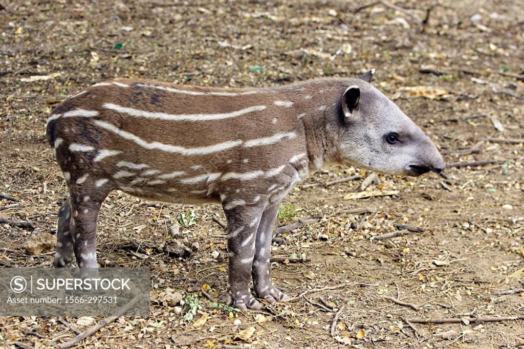 South American Tapir (Tapirus terrestris). Venezuela.
