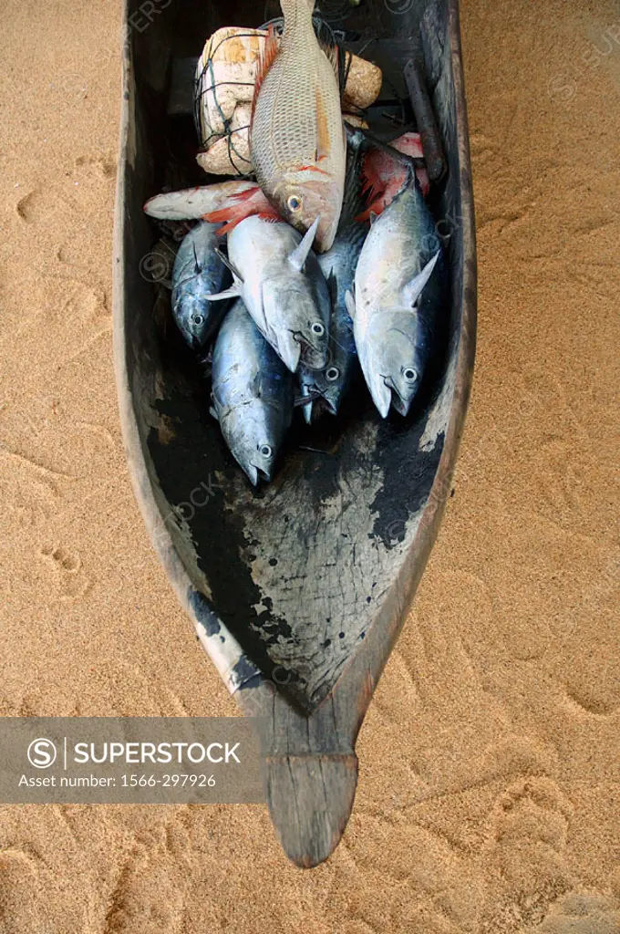 Bow of old dugout canoe (pirogue) filled with the morning´s catch of tuna and other fish, Masoala Peninsula, Antongil Bay, Madagascar