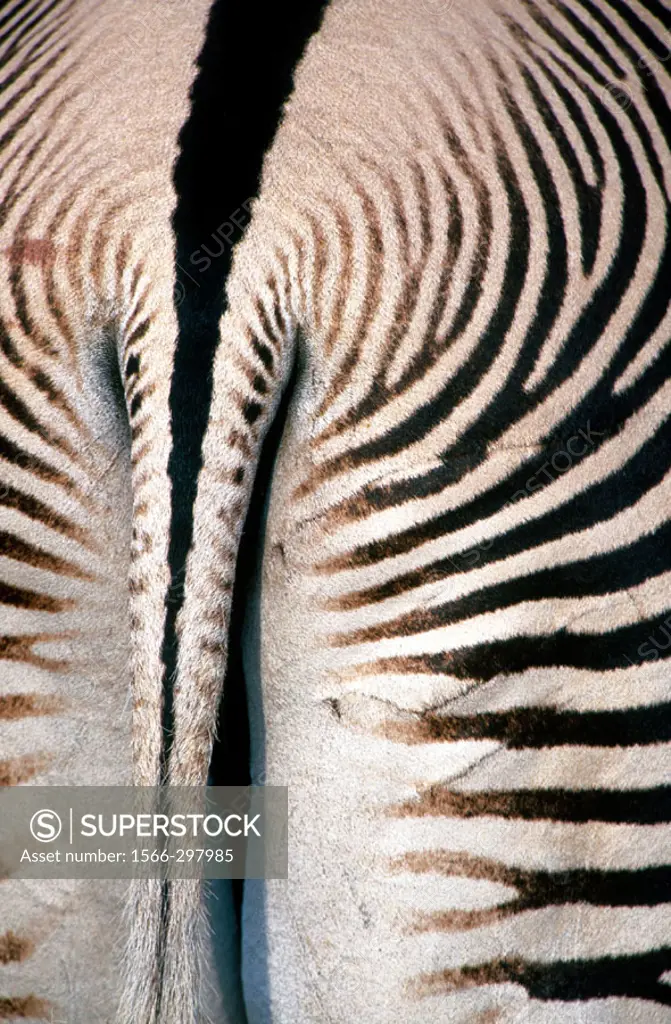 Grevy´s zebra, coat detail (Equus grevyi). Samburu N.R. Kenya.