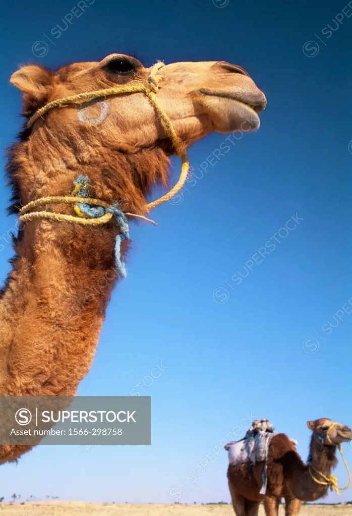 Camels. Sahara Desert, Douz, Tunisia