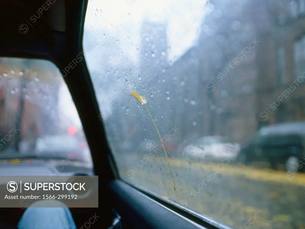 After a rain storm in Brooklyn, ny a yellow leaf is stuck to a car window amongst the rain drops. The car is an 81 Mercedes and the leaf held on for s...