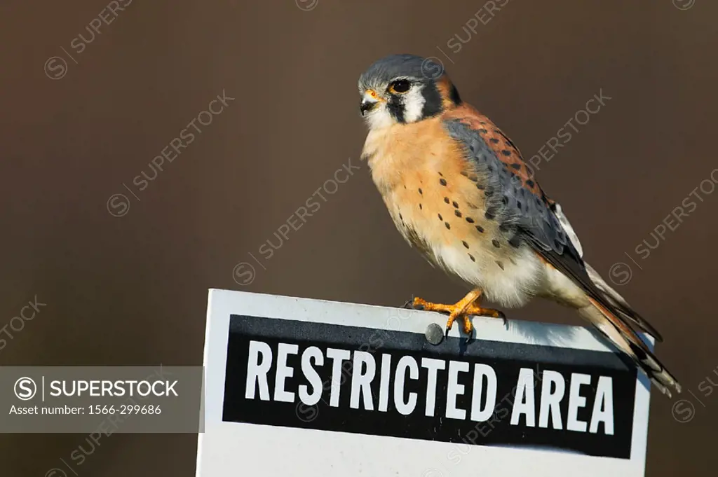 A male American Kestrel hunts from a Restricted Area sign at Floyd Bennett Field, part of Gateway National Recreation area in Brooklyn, New York. USA.
