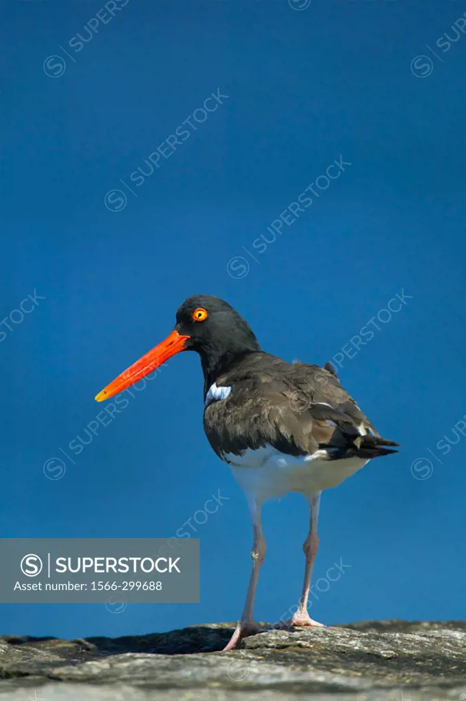 An American Oystercatcher (Haematopus palliatus) on the lookout for its next meal at Breezy Point early on a bright summer´s morning. Breezy Point is ...