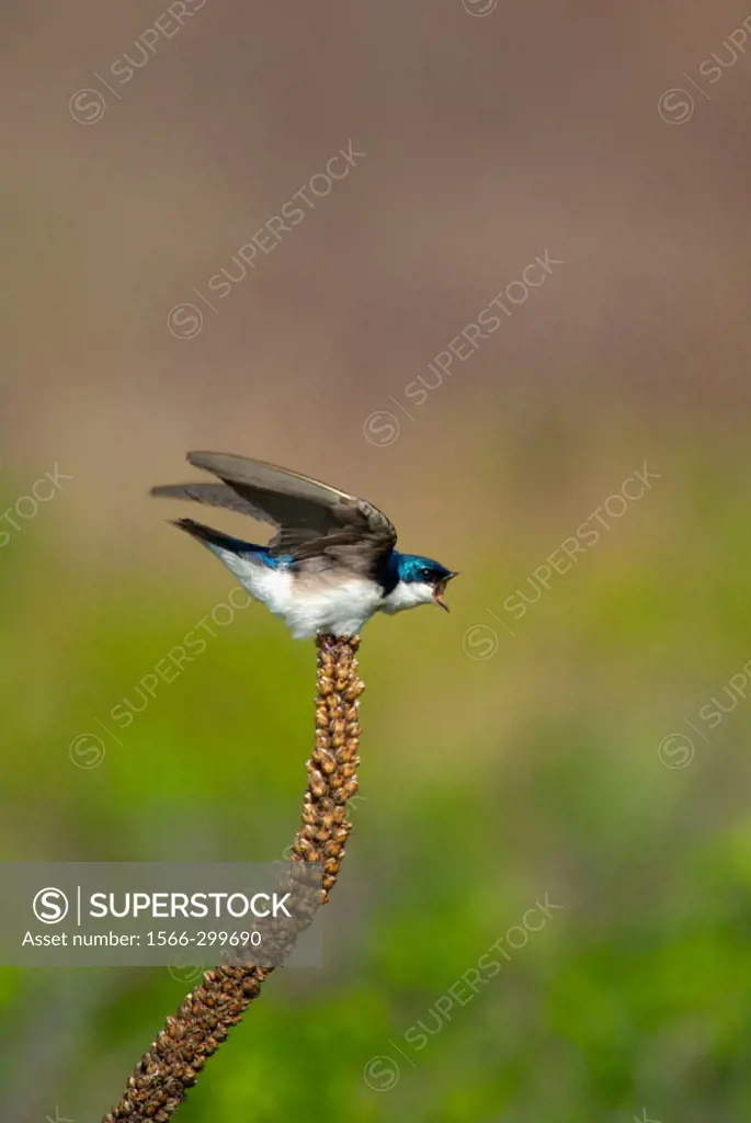 An angry Tree Swallow (Tachycineta bicolor) perched on a stalk reacts to a nearby rival at New York´s Jamaica Bay National Wildlife Refuge, part of th...