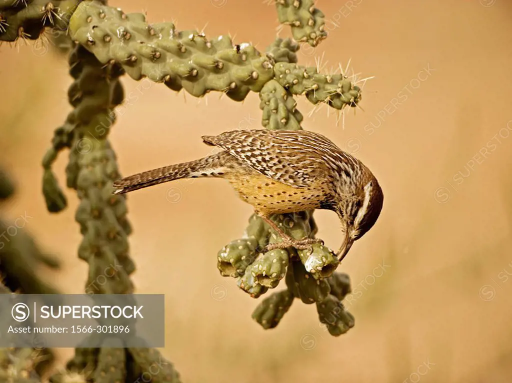Cactus Wren (Campylorhynchus brunneicapillus) - Arizona - In Cholla cactus (Opuntia spp.) - Often nests in cactus to avoid predators - Builds globular...