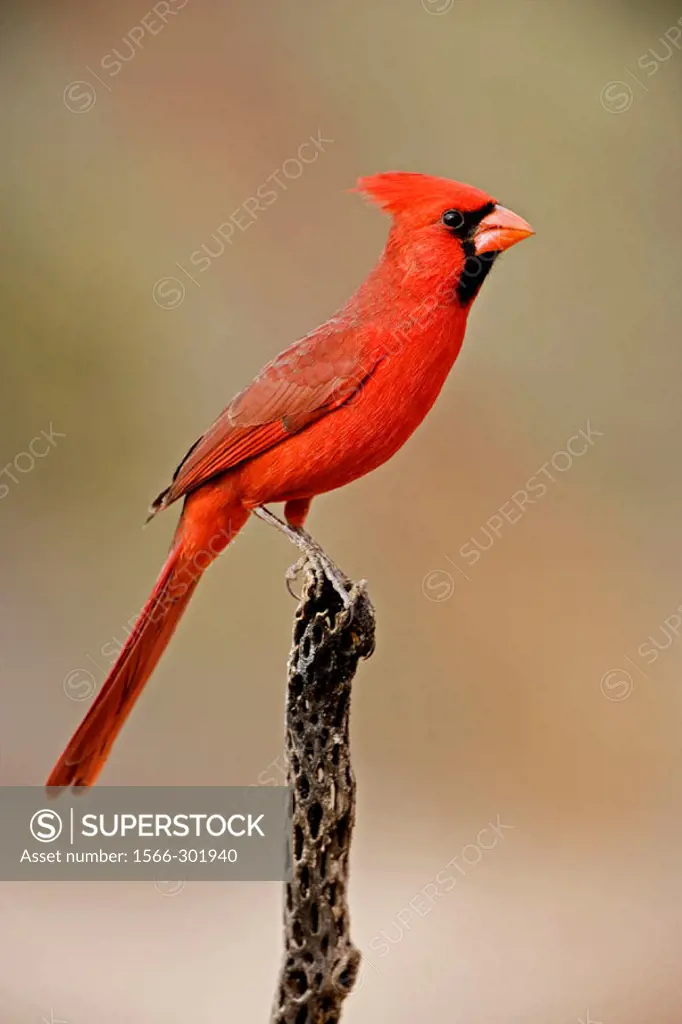 Northern Cardinal (Cardinalis cardinalis) - Arizona - Male - Range is southern Quebec to Gulf states-southwest U.S. and Mexico to Belize - Habitat is ...