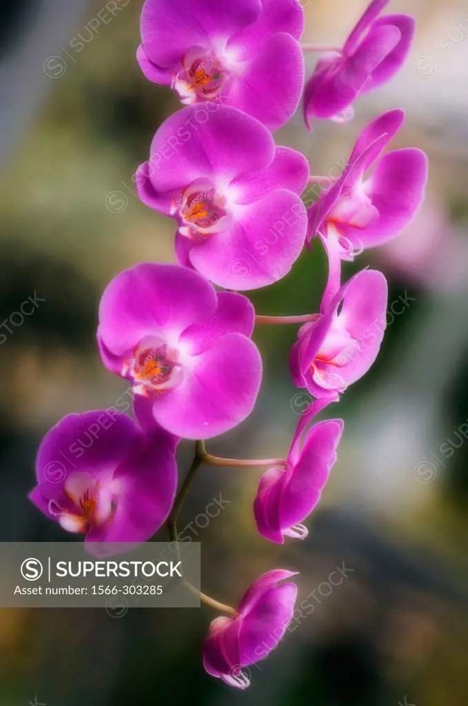 Pink Phalaenopsis Orchid in Bloom. Maryland, USA