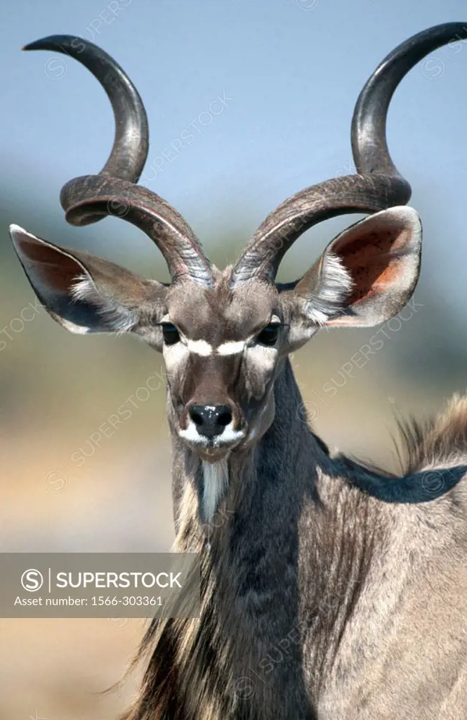 Greater Kudu (Tragelaphus strepsiceros). Chobe National Park. Botswana