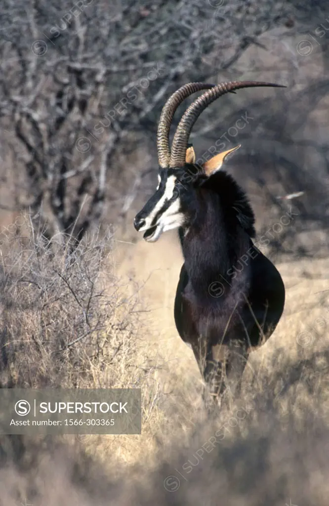 Sable antelope (Hippotragus niger). Chobe National Park. Botswana