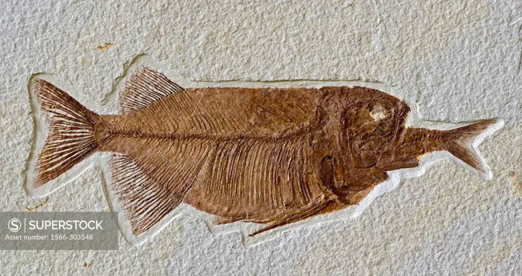 Fish Fossil - Phareodus Aspiration - Phareodus eating Knightia - Lincoln County - Wyoming - USA - 50 million years old-