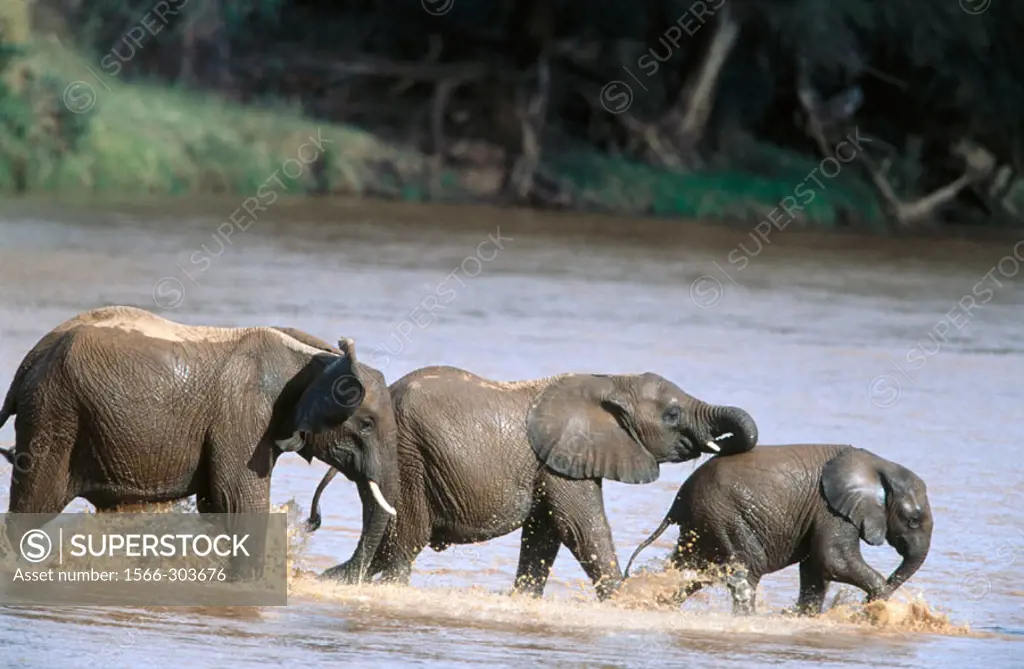 Three African Elephants (Loxodonta africana) in the Uaso Nyero River. Samburu National Reserve, Kenya