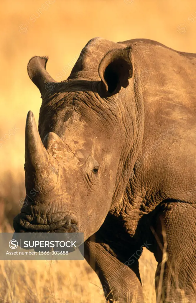 White Rhino (Ceratotherium simum). Lewa Downs. Kenya
