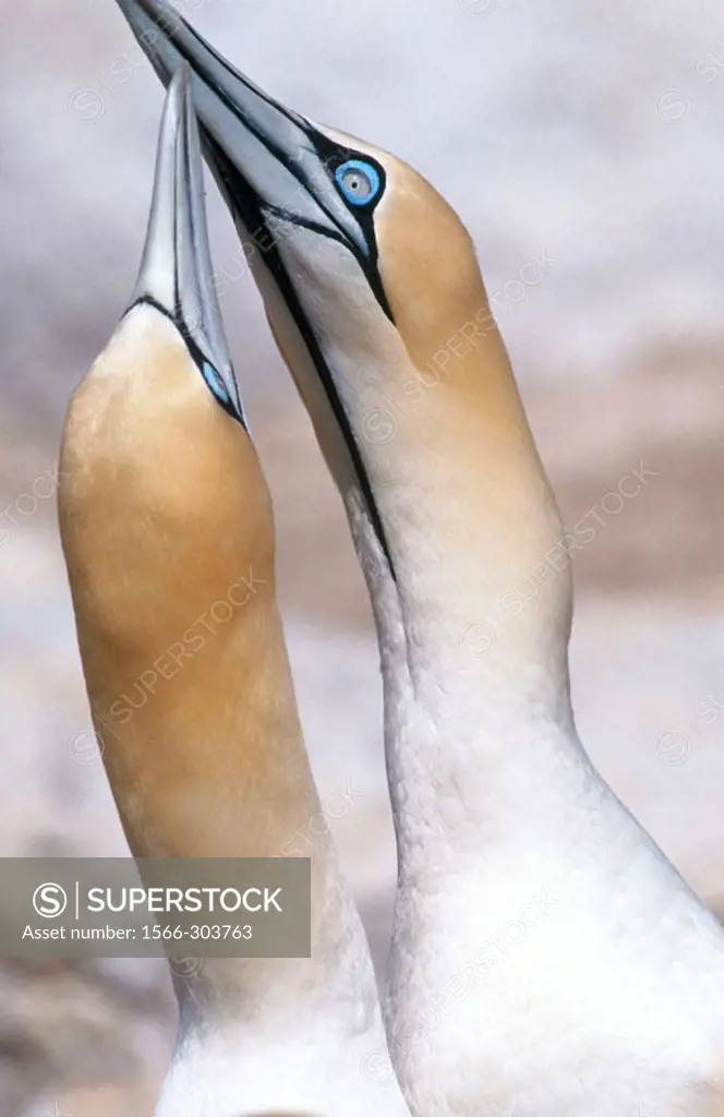 Cape gannet, courtship (Sula capensis). Bird Island, Lamberts Bay. South Africa