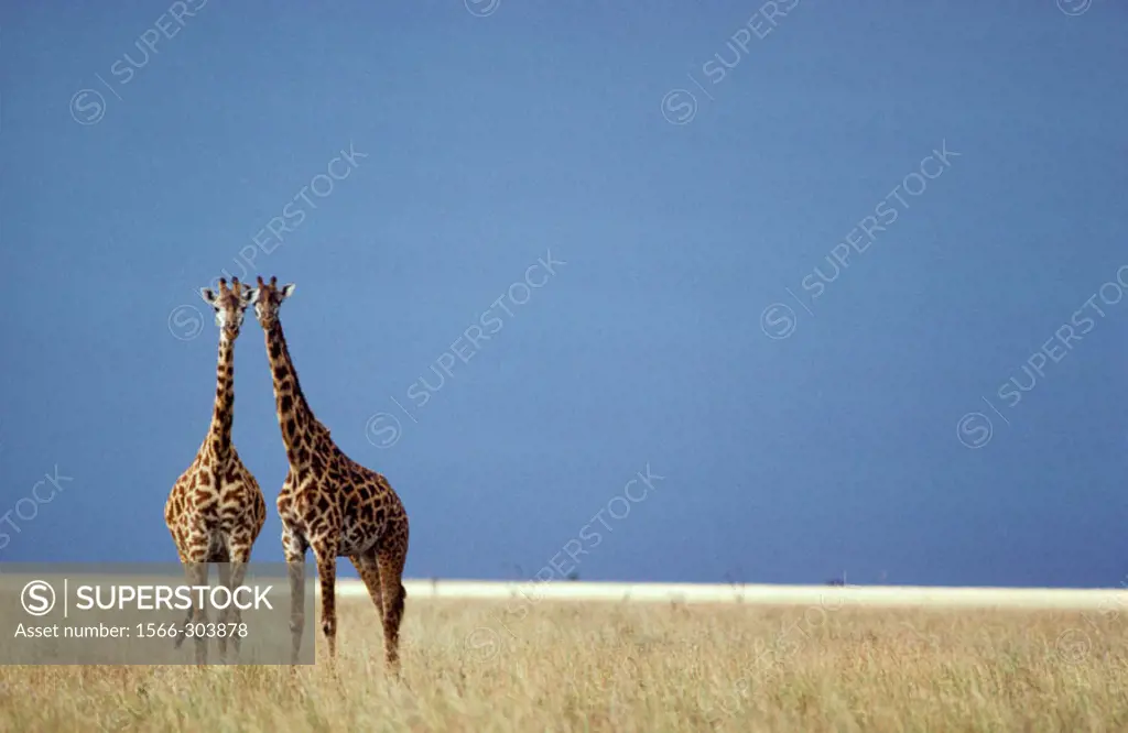 Masai Giraffe (Giraffa camelopardalis tippelskirchi); curiously observing the photographer. In the background an approaching thunderstorm and the last...
