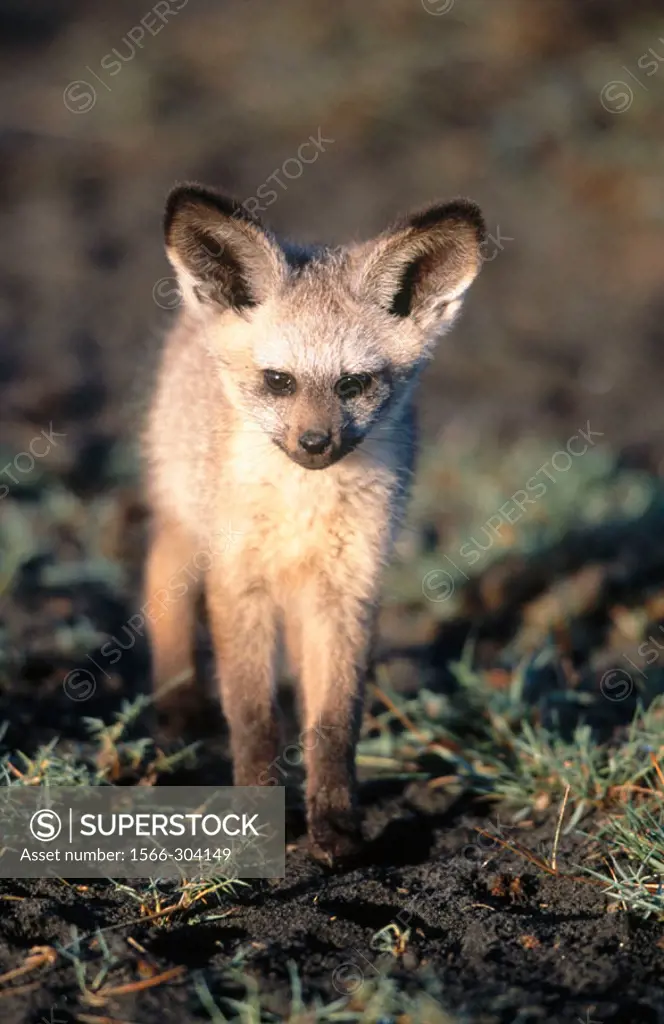 Bat-Eared Fox (Otocyon megalotis). Serengeti National Park, Tansania