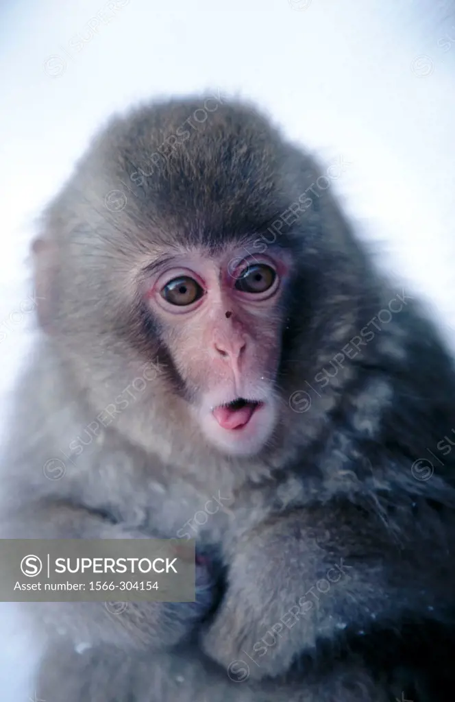 Japanese Macaque (macaca fuscata). Nagano, Japan