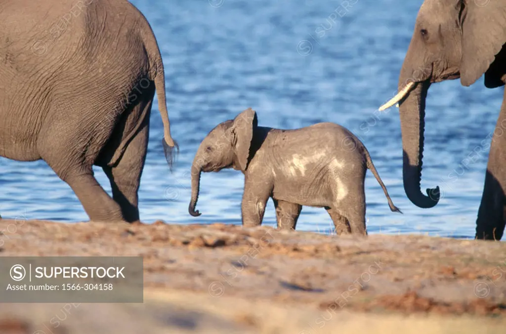 African Elephant (Loxodonta africana). Chobe National Park , Botswana