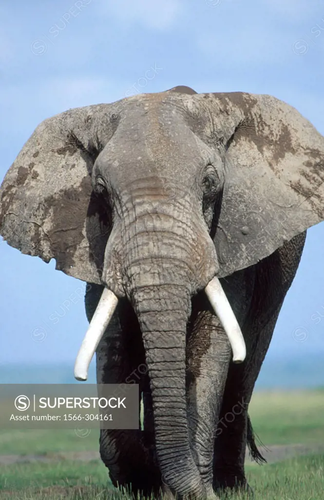 African Elephants (Loxodonta africana). Amboseli National Park. Kenya
