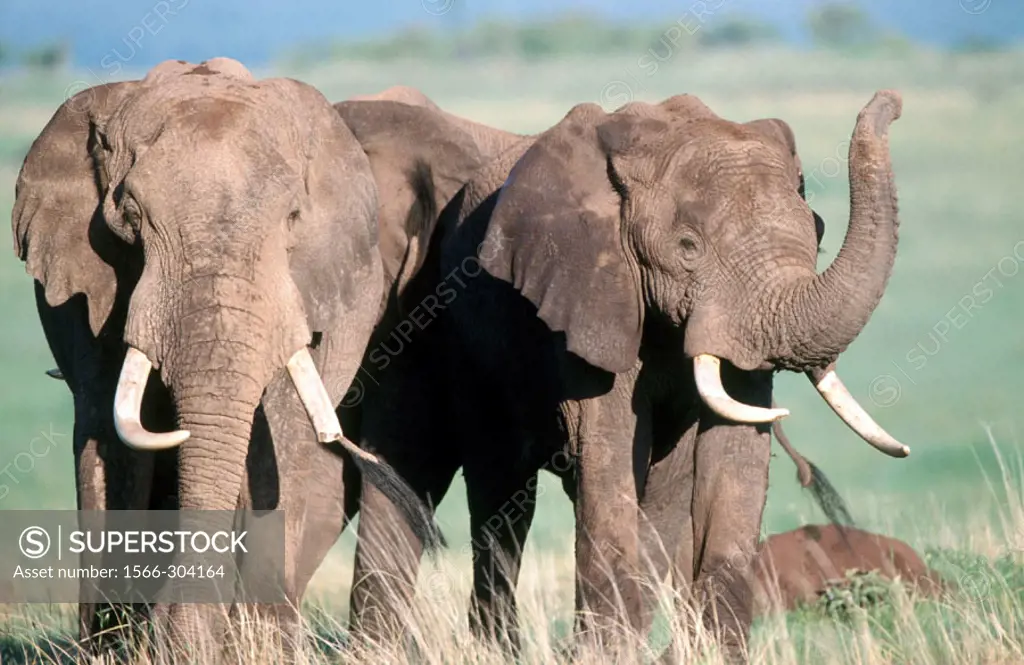 Two African Elephants (Loxodonta africana). Masai Mara Wildlife Preserve, Kenya