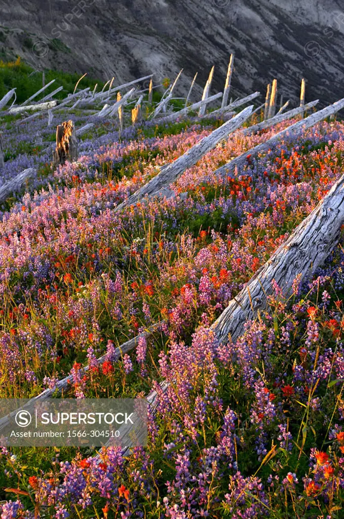 Wildflower field, and fallen trees on Mount Saint Helens