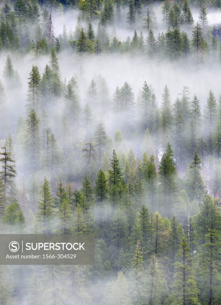 Trees in mist, Yosemite