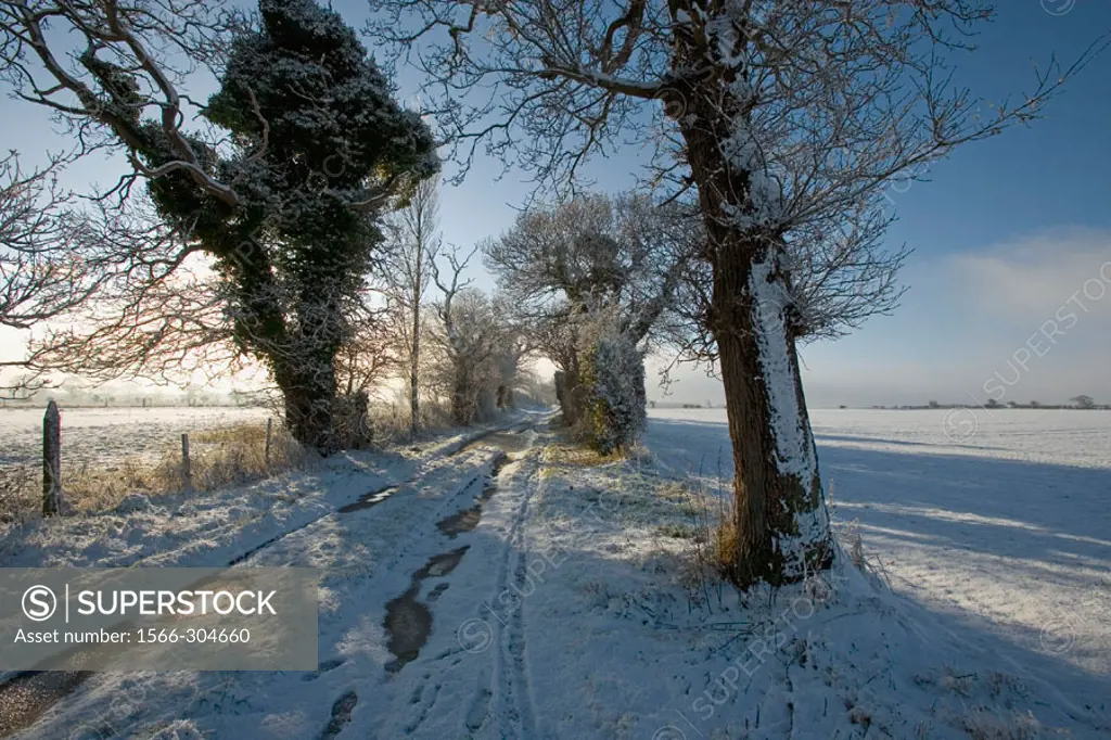 Oaks, winter, Norfolk, England