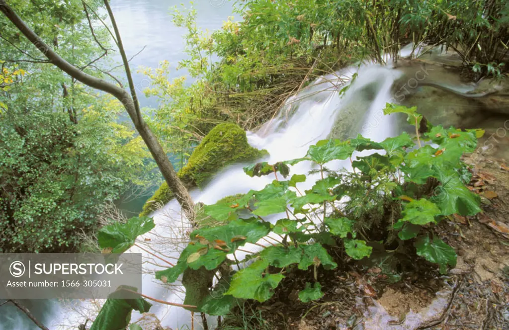Lush vegetation is abundant as are waterfalls in the Plitvice Lakes National Park. Croatia