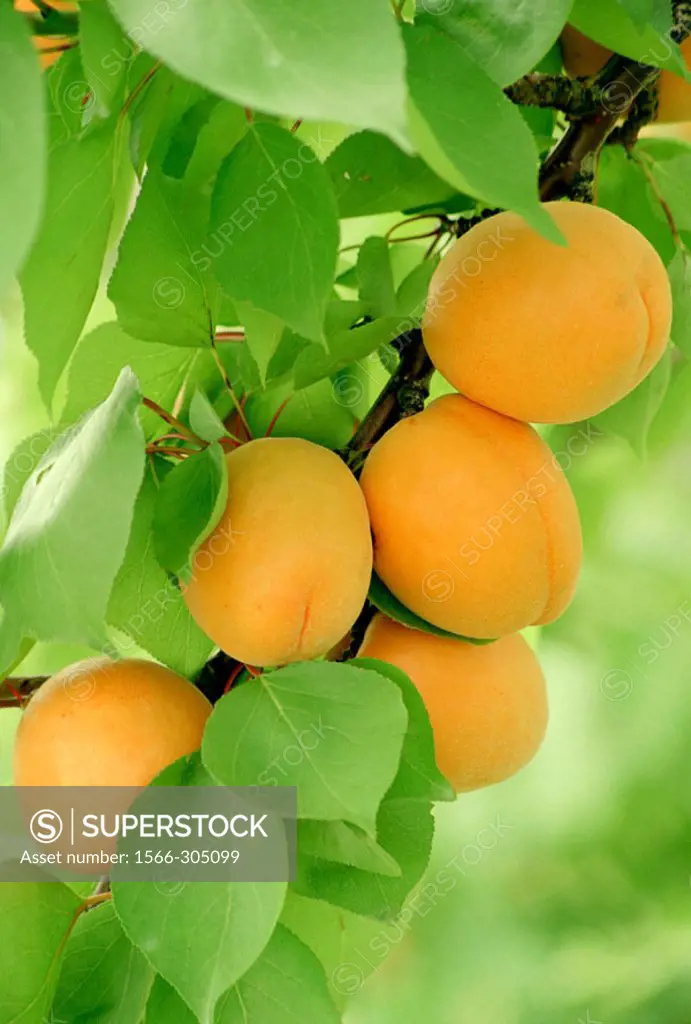 Apricots (Prunus armeniaca). St. Davids, Ontario, Canada