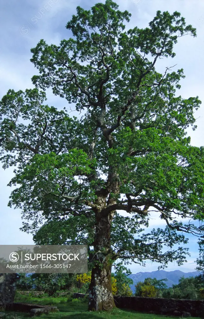 Roble (Quercus robur). Baixa Limia-Serra do Xurés Natural Park. Orense province, Galicia, Spain