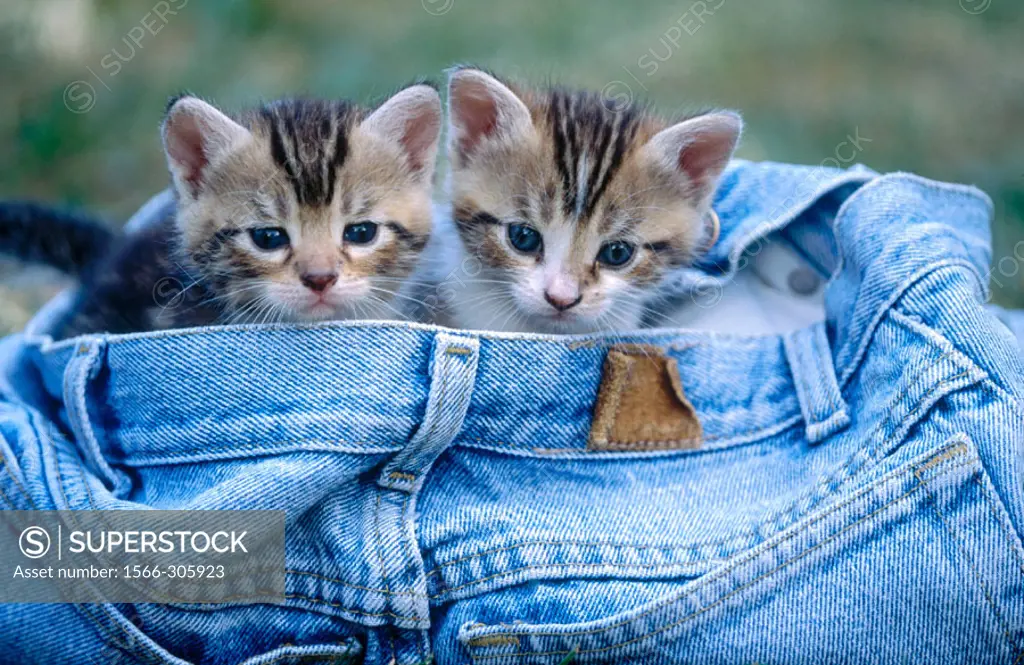 Kitten in jeans
