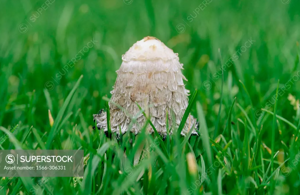 Shaggy Ink Cap (Coprinus comatus) fungus in grass. England, UK