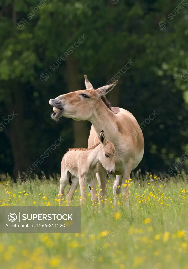 Onager & Foal (Equus hemionus).