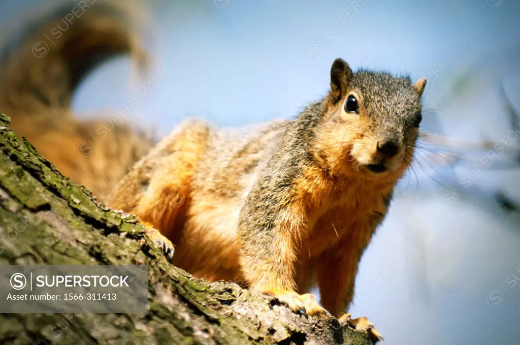 Red Fox Squirrel