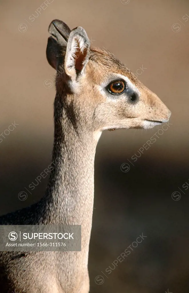 Dik-Dik (Madoqua kirkii). Samburu National Reserve