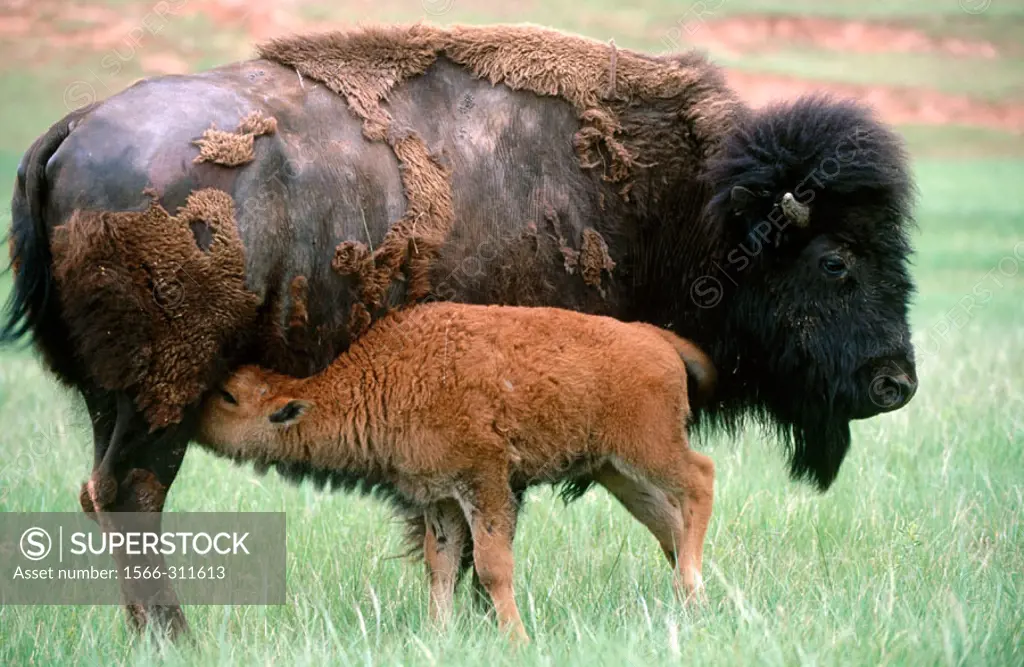 American Bison (Bison bison), cow and calf. Custer State Park, South Dakota, USA