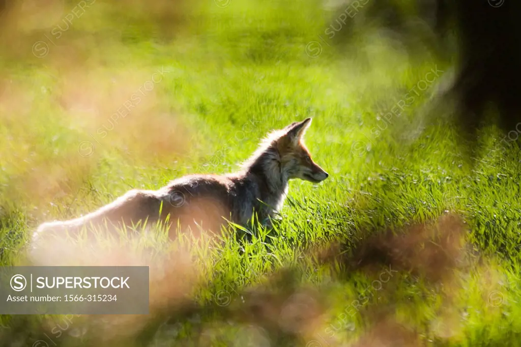 A fox in a field catching mice, in Saaremaa, the biggest island of Estonia