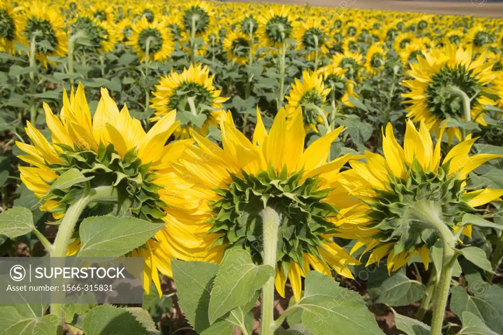 Sunflowers field. ´Learza´ estate. Near Estella, Navarre, Spain