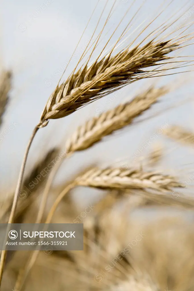 Field of wheat. Cereals.  ´Learza´ estate. Near Estella, Navarre, Spain