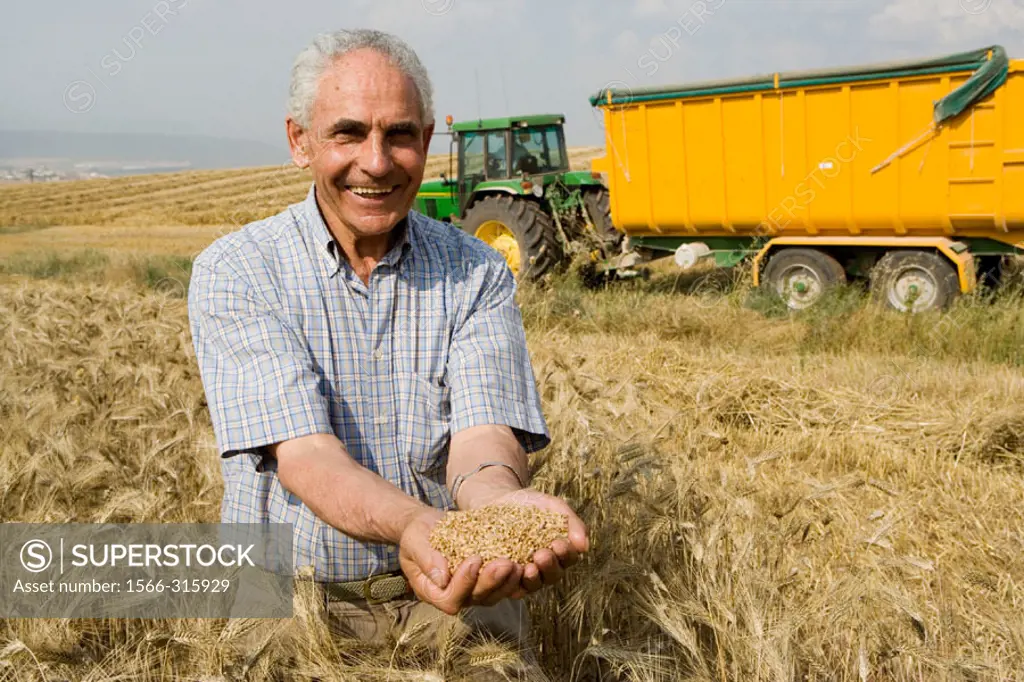 Wheat grains.  Harvesting of cereals,  ´Learza´ estate. Near Estella, Navarre, Spain