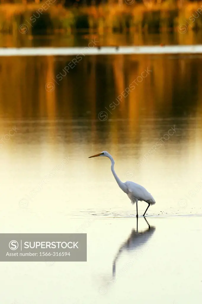 Great white egret.