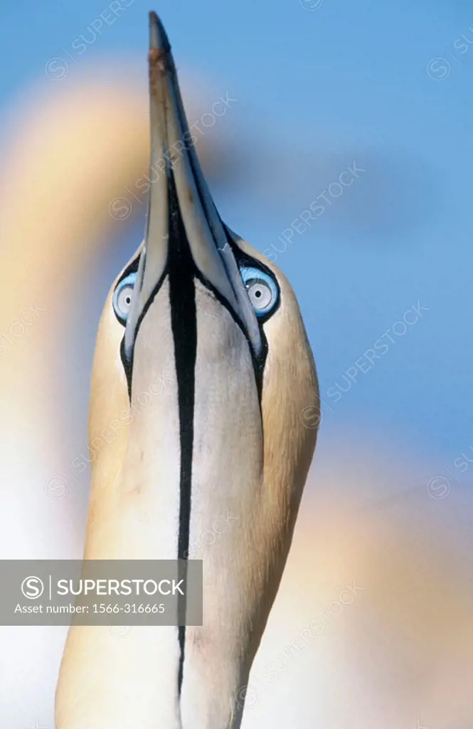 Cape gannet (Morus capensis). Bird Island. Lambert´s Bay.  