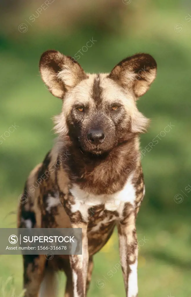 African Hunting Dog (Lycaon pictus)