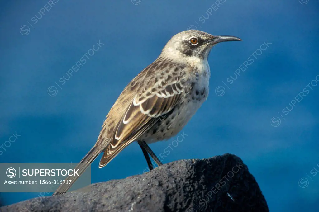Portrait of a Galapagos Mockingbird  (Nesomimus parvulus) on a rock. Galápagos Islands, Ecuador.