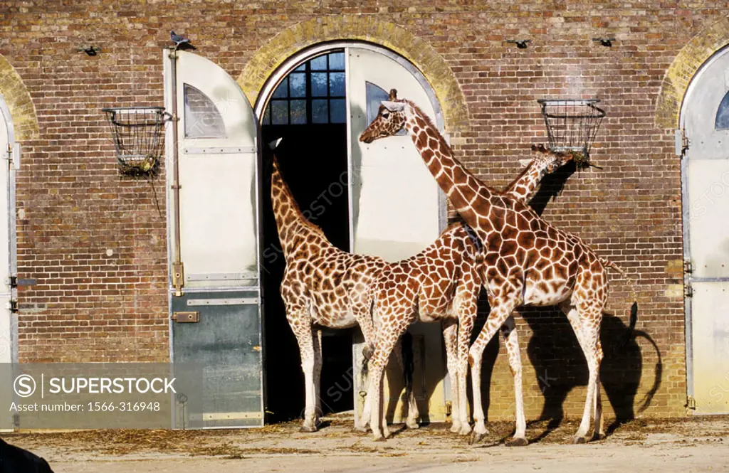 Giraffes in the London zoo. UK.